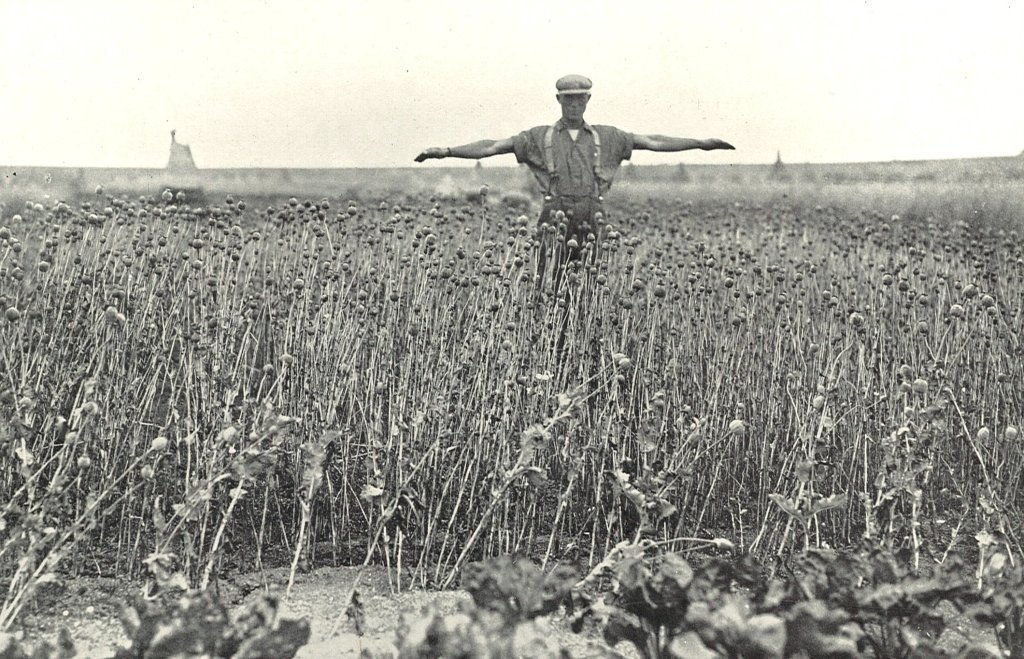 gewas in de Proefpolder